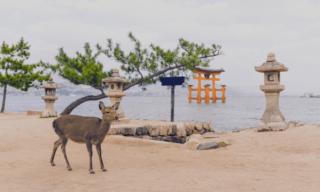 Miyajima viaje de luna de miel japon