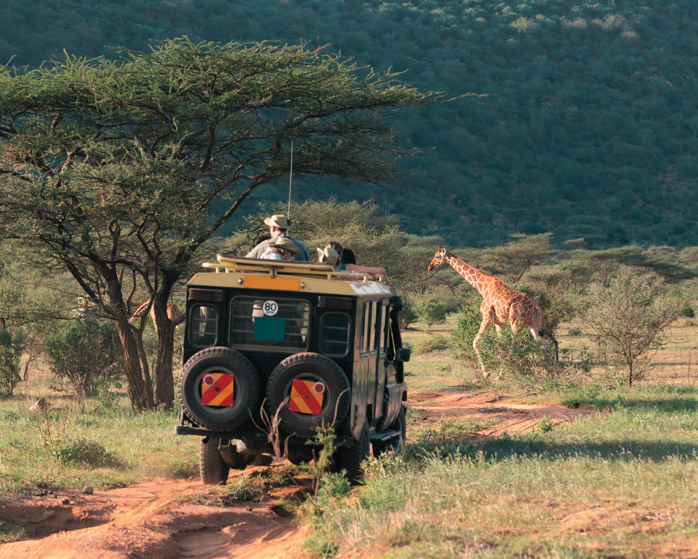 Safari Africa