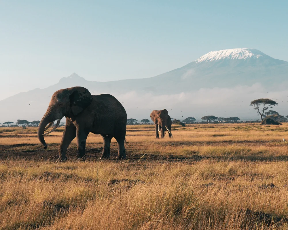 Safari por Tanzania