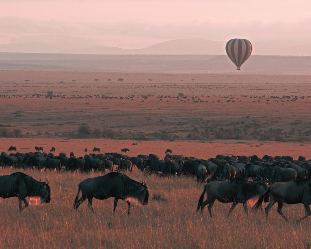 Viaje safari sudafrica