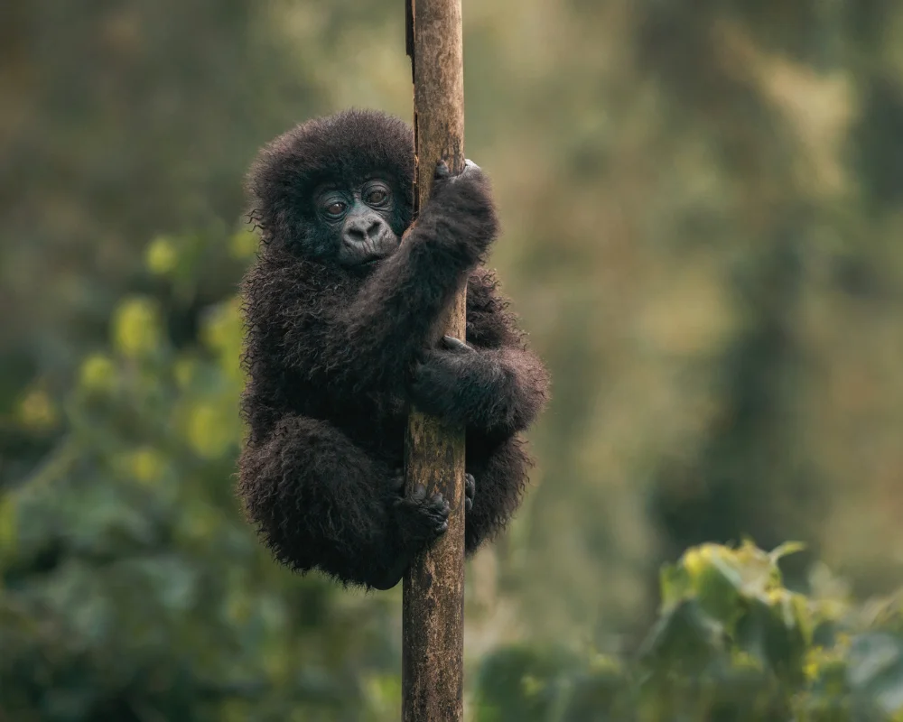Visitar Uganda